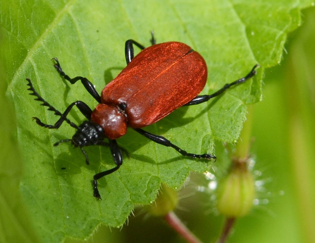 Pyrochroa coccinea